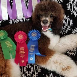 Poodles from Jazzy's Standards poodles