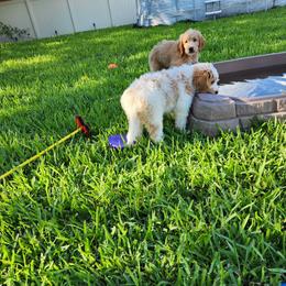 Goldendoodle Puppies from Costa's Curly Canines