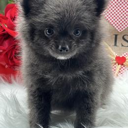 Misty - Blue female Pomeranian puppy in Brentwood, California from Royalpawpoms