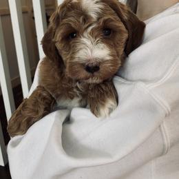 Goldendoodle Puppies from Martin’s Doodles