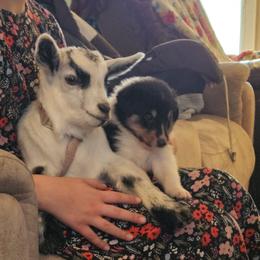 Boy 4 - Black white and tan male Collie puppy in Tennessee from Voneida Collies & Corgis
