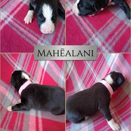 Mahealani (Mahi for short) - Black and white female Border Collie puppy in Max, Nebraska from Stag Valley Homestead