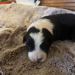 Boy 4 - Black and white male Border Collie puppy in Lakeview, Michigan from Haven Creek Farm