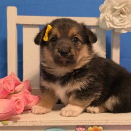 Brie - Black and tan female Companion Cross puppy in Austin, Texas from Cutest Corgi's of Austin
