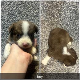 Flyn - Red tri male Miniature Australian Shepherd puppy in Granby, Missouri from Macks Mini Aussies