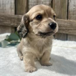 English Cream2 - Cream male Dachshund puppy in Nampa, Idaho from Long_and_Low_Dachshunds