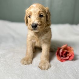 Sally - Red  female Goldendoodle puppy in Osage City, Kansas from Golden Ridge Goldens