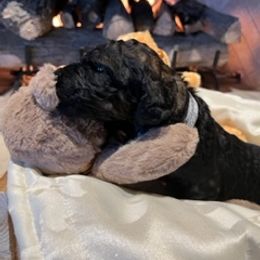 Boy 6 - Saint Berdoodle puppy in Idaho from Oodles of Doodles, LLC