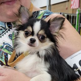 Pink - Chihuahua