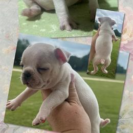 Blondie - Seal and white female Boston Terrier puppy in Brazos Point, Texas from TX Southern Belle Bostons