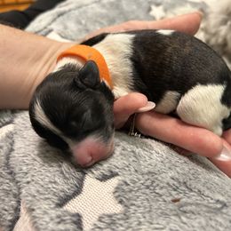 Lucky - Chocolate brindle male Havanese puppy in Orange, California from Havanese Bragger’s