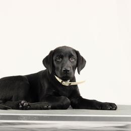 Cobra - Black male Labrador Retriever puppy in Morrilton, Arkansas from Ancient Dogges Performance Dogs