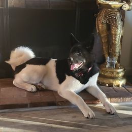 Kuma - Akita