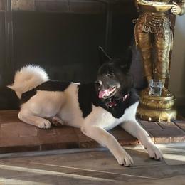 Kuma - Akita