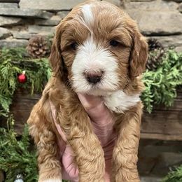 Australian Labradoodle Puppies from Catskill Country Labradoodles