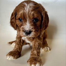Poe - Red male Cavapoo puppy in Vineyard, Utah from Pitter Patter Puppies