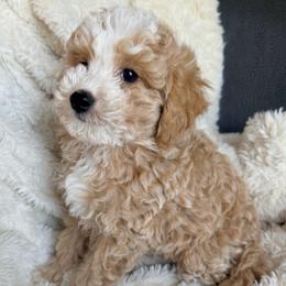 Birch (2,600) - Yellow and white male Bernedoodle puppy in Grandview, Texas from Big Sky Bernedoodles