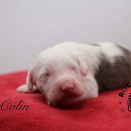 Colin Bridgerton - Blue merle and white male Sheepadoodle puppy in Edmond, Oklahoma from Rock N Roll Doodles