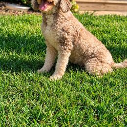Bernedoodle puppies from Doodles & Doxies