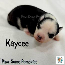 Kaycee - Black and white male Pomsky puppy in Krum, Texas from Paw-Some Pomskies