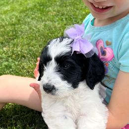 Cherry Silver - Parti female Double Doodle puppy in Johnston, Iowa from Trinity Doodles
