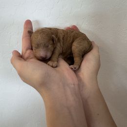 Max - Apricot male Poodle puppy in Queen Creek, Arizona from Prestigious Toy Poodles