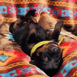 NEON GREEN - Black and rust female Rottweiler puppy in Rossville, Kansas from Cross Creek Rottweilers