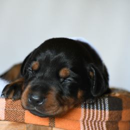 White - Black and rust female Doberman Pinscher puppy in Overton, Texas from Obsidian Kennel