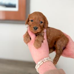 Ruby - Red  female Goldendoodle puppy in Billings, Montana from Montana Raised Doodles