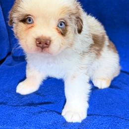 Poppy - Red merle female Miniature Australian Shepherd puppy in Newberry, Florida from Southern with Grace Mini Aussies