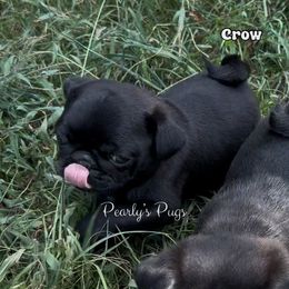 Crow - Black male Pug puppy in Summerville, Georgia from Pearly’s Pugs & Pollywog Poodles