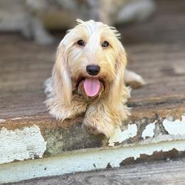 Oakley - Dachshund