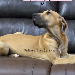 Niylah - Fawn Great Dane puppy in Brandon Township, Michigan from DuBord Great Danes