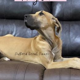 Niylah - Fawn Great Dane puppy in Brandon Township, Michigan from DuBord Great Danes