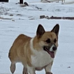 Cash - Pembroke Welsh Corgi