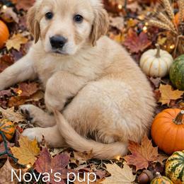 Halleys Star - Dark golden female Golden Retriever puppy in Forest Lake, Minnesota from Northern Lights Goldens
