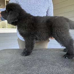 Boy 2 - Black male Newfoundland puppy in Bellingham, Washington from Salish Sea Newfoundlands