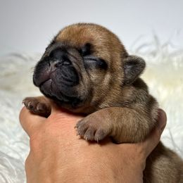 Sarah - Fawn female French Bulldog puppy in Keeseville, New York from Big Sky Frenchies