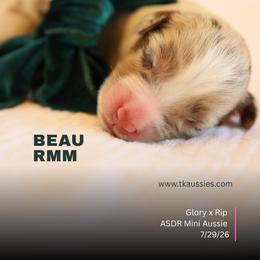 Beau- Red Merle Male - Red merle male Miniature Australian Shepherd puppy in Nacogdoches, Texas from TK Standard, Mini, & Toy Aussies