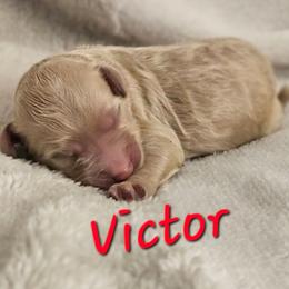 Victor - Cream male Goldendoodle puppy in Kansas City, Missouri from Poppy's Doodles