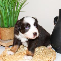 Miniature Australian Shepherd Puppies from Yarborough Kennels