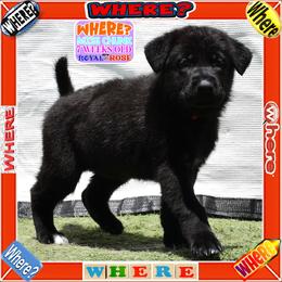 WHERE - Black female German Shepherd puppy in Murrieta, California from Diamond Oaks German Shepherds