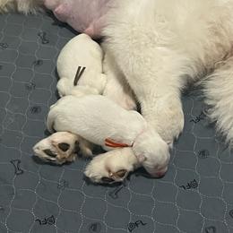 Jolteon - White male Samoyed puppy in Stanwood, Washington from The Floof Brigade