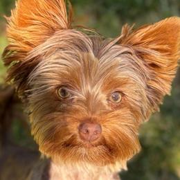 Hazel - Yorkshire Terrier
