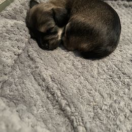 Yorkipoo Puppies from Bayless Yorkiepoos