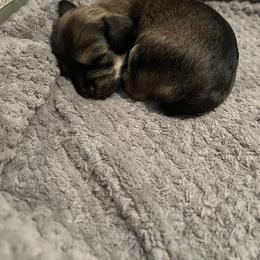 Yorkipoo Puppies from Bayless Yorkiepoos