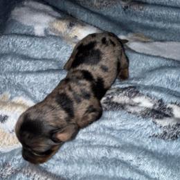Willow - Dapple female Dachshund puppy in Connersville, Indiana from MoonShine Babies