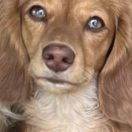 Dachshunds from Brobst Farm