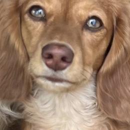 Dachshunds from Brobst Farm