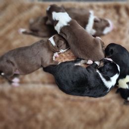 Australian Shepherd Puppies from Ashe's Aussies